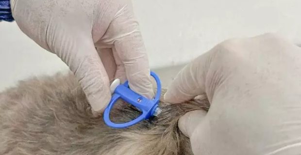 Microchipar causa dor? Veterinário explica sobre o ‘RG’ dos pets