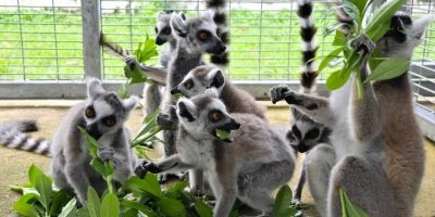 Iniciativa global combate redes criminosas de tráfico de animais