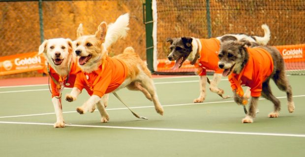 CãoDulas entram em quadra em ação de adoção responsável no Rio Open de 2025