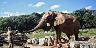 Animais do zoológico de BH ganham recursos para aliviar o calor intenso