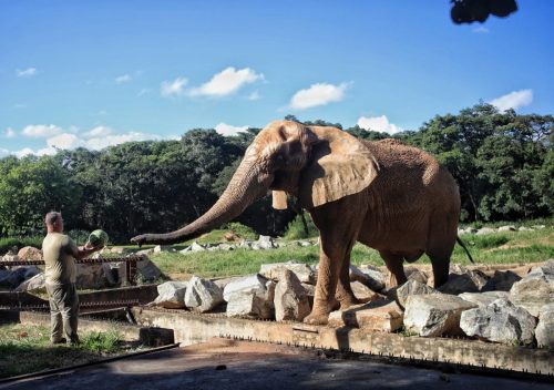 Animais do zoológico de BH ganham recursos para aliviar o calor intenso