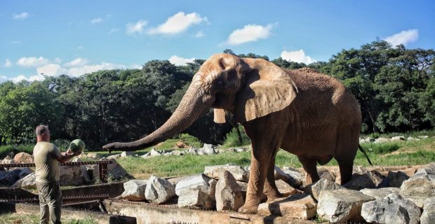 Animais do zoológico de BH ganham recursos para aliviar o calor intenso