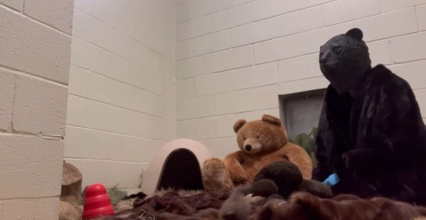 cuidadores urso-negro