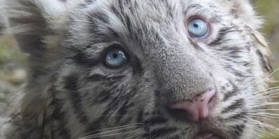 tigre branco filhote