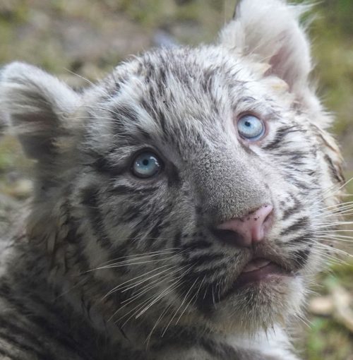tigre branco filhote
