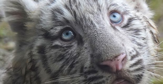 tigre branco filhote