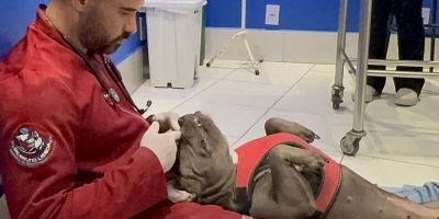 Veterinário utiliza dança para "amansar" até os pets mais bravos no consultório