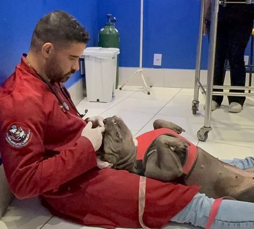 Veterinário utiliza dança para "amansar" até os pets mais bravos no consultório