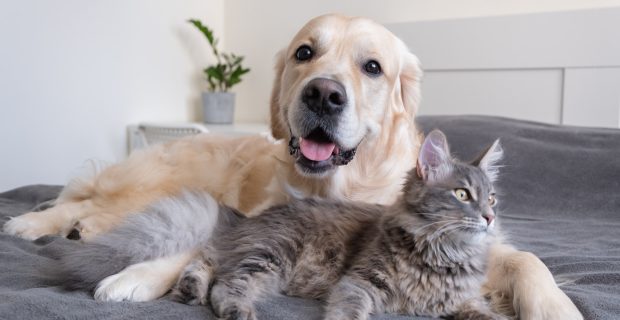 A cat and a dog lie together on the bed.