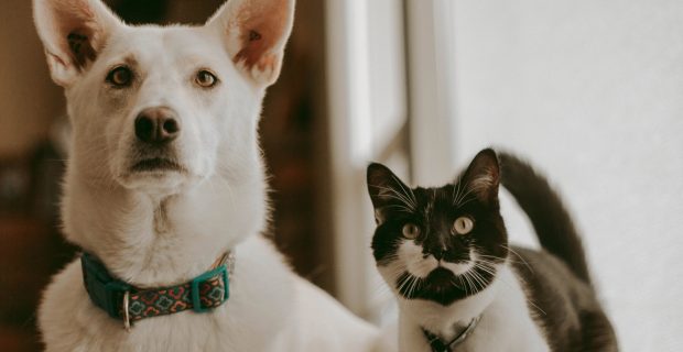 A cat and a dog together