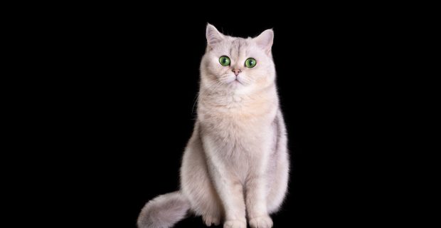 A cute white cat sits on a black background