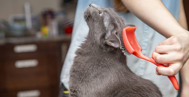 A girl combs a cat's fur with a special brush