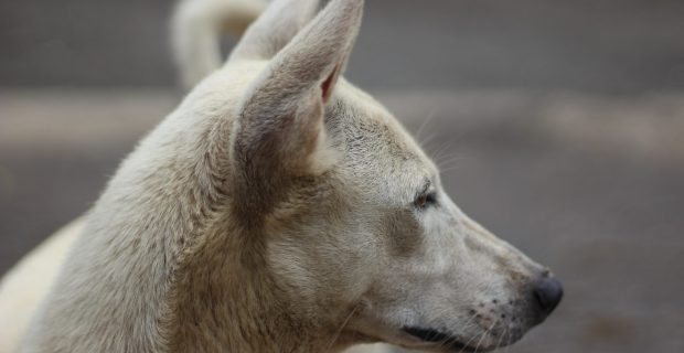A street dog in India