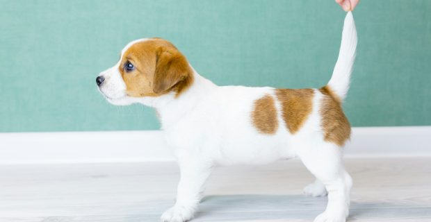 A white Jack Russell Terrier puppy stands sideways in a rack. Man's hand hold the puppy by tail.