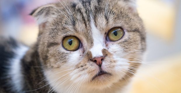 A wondering cat
