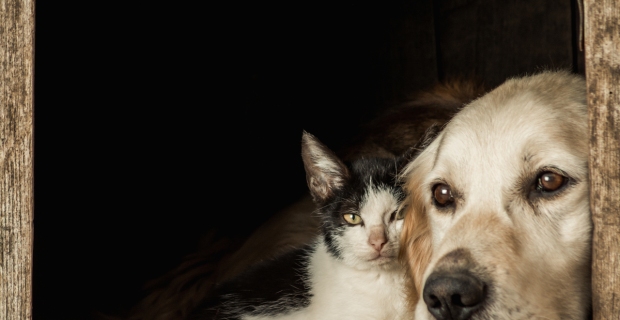 abandono caes e gatos