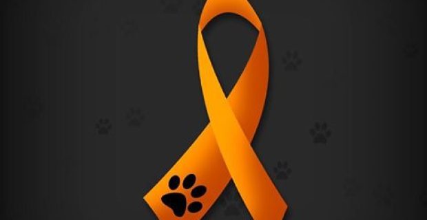 CRMV-AM celebra abril laranja e reforça importância da denúncia contra a violência animal