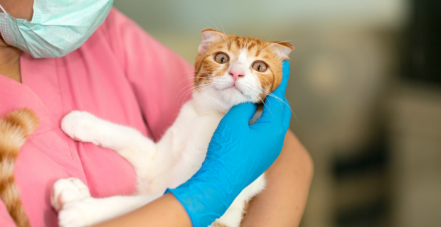 acne felina