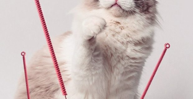 acupuntura gatos