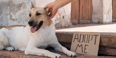 adoção pet