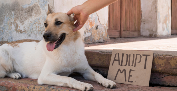 adoção pet
