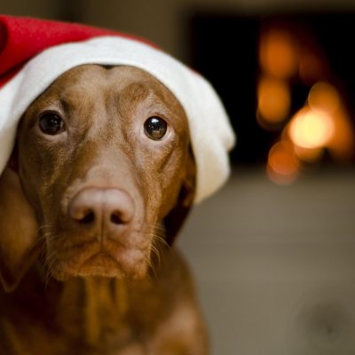 adorable-christmas-dog