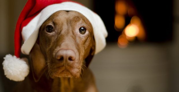 adorable-christmas-dog