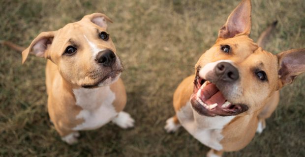 adoraveis-caes-pitbull-olhando-para-cima