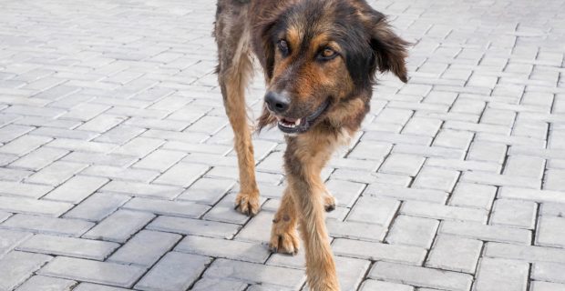 cão de rua