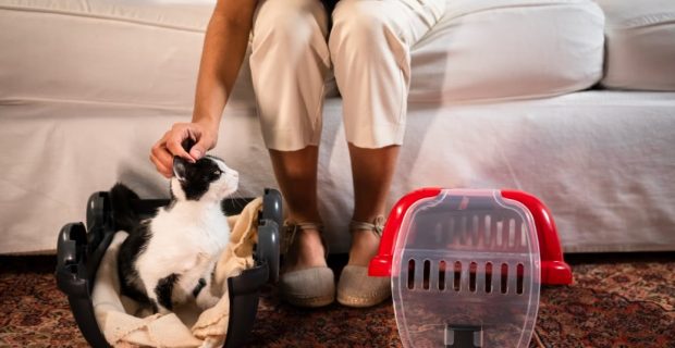 parceria royal canin e pet care