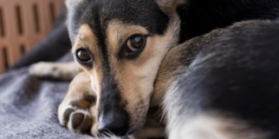 Intestino desregulado também é um problema para os cães