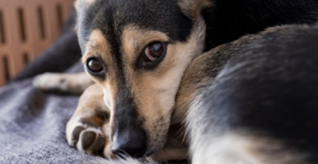Intestino desregulado também é um problema para os cães