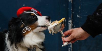Mercado pet avança no luxo com cafés exclusivos e doces gourmet para cães