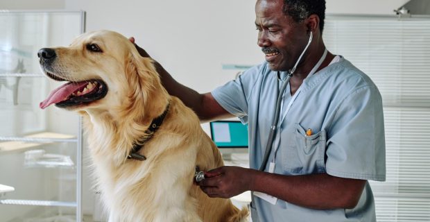 vet