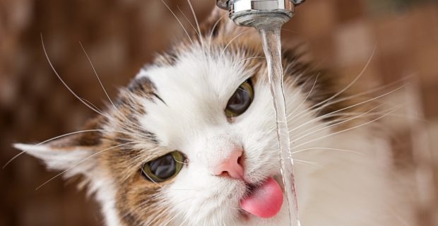 cat drinking water in bathroom