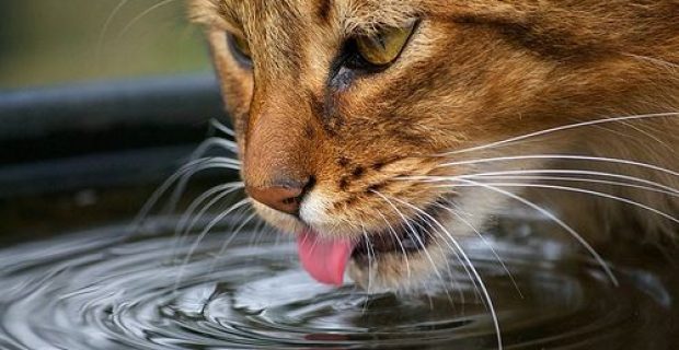 agua