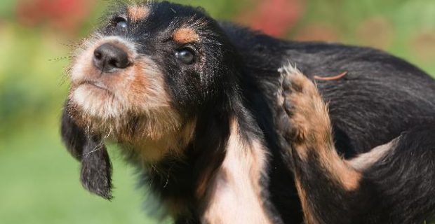 alergia-cachorro