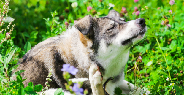 Veterinários alertam tutores sobre alergias alimentares que acometem os pets