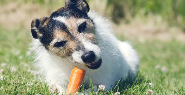 alimentos-permitidos-para-cachorro