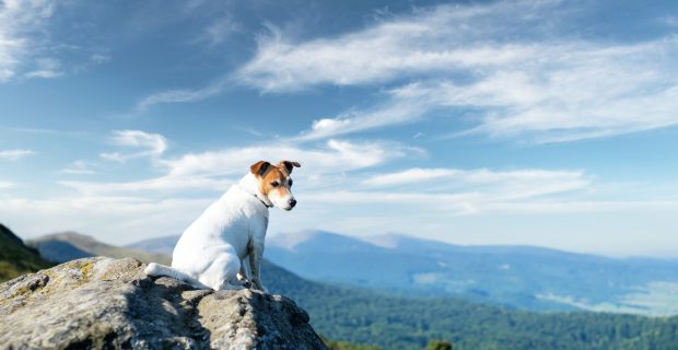Alone white dog sitting on rock