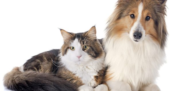 portrait of a purebred shetland dog and maine coon cat in front of white background