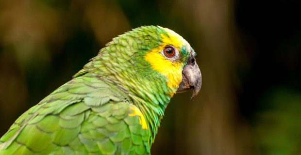 amazona-de-frente-turquesa-amazona-aestiva-lindo-papagaio-brasileiro