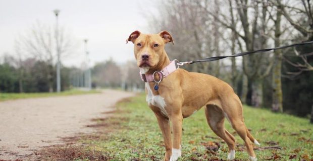 american-pit-bull-terrier-im-grass-1567193223