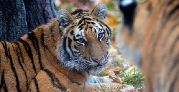 amur-tiger-in-fall