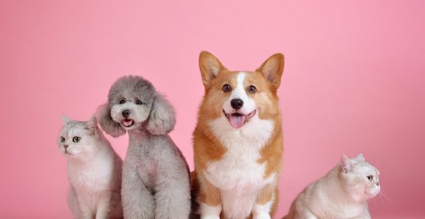 animais