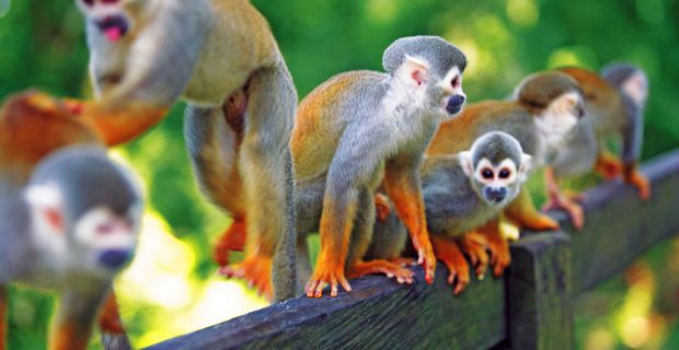 animais-1605531150
