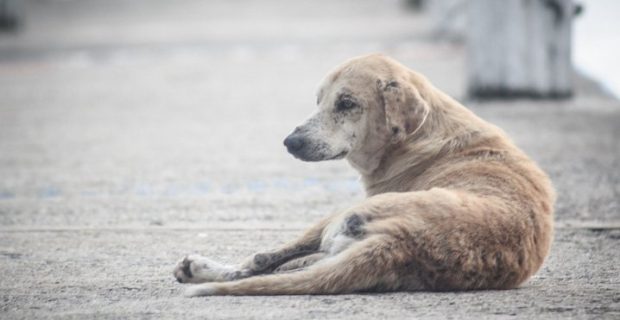 animais-abandonados-pet