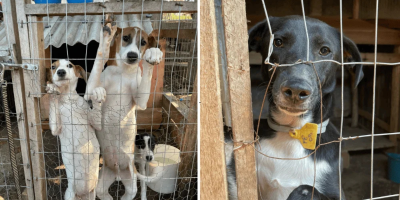 animais em abrigo