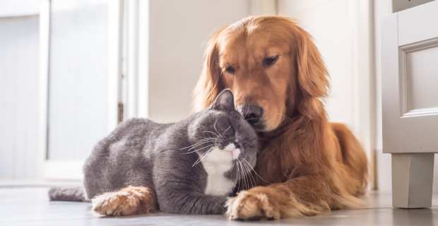 Vetnil pontua cuidados básicos para garantir saúde e o bem-estar dos pets