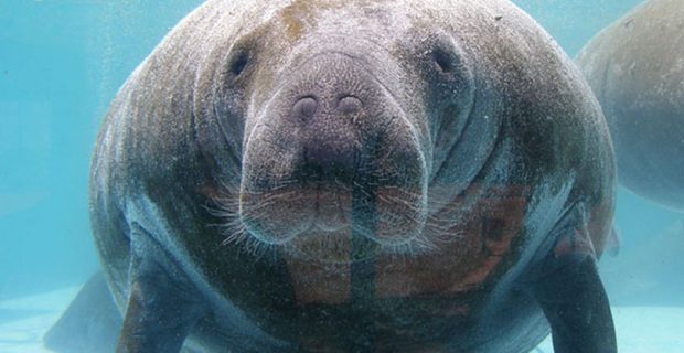 animais_extincao_1